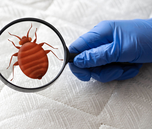 Tre zecche scure su pelliccia beige.