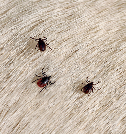 Tre zecche scure su pelliccia beige.