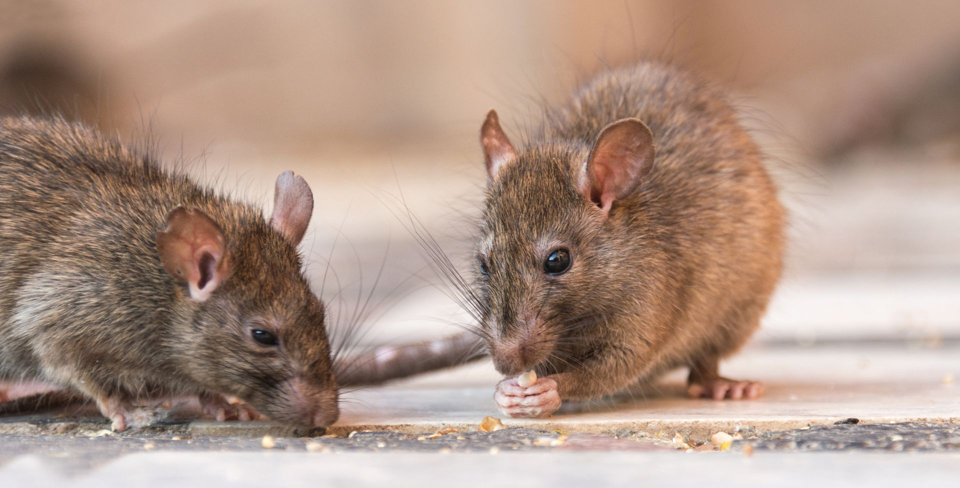 Due ratti marroni che razzolano su una superficie chiara; uno mangia, l'altro annusa.