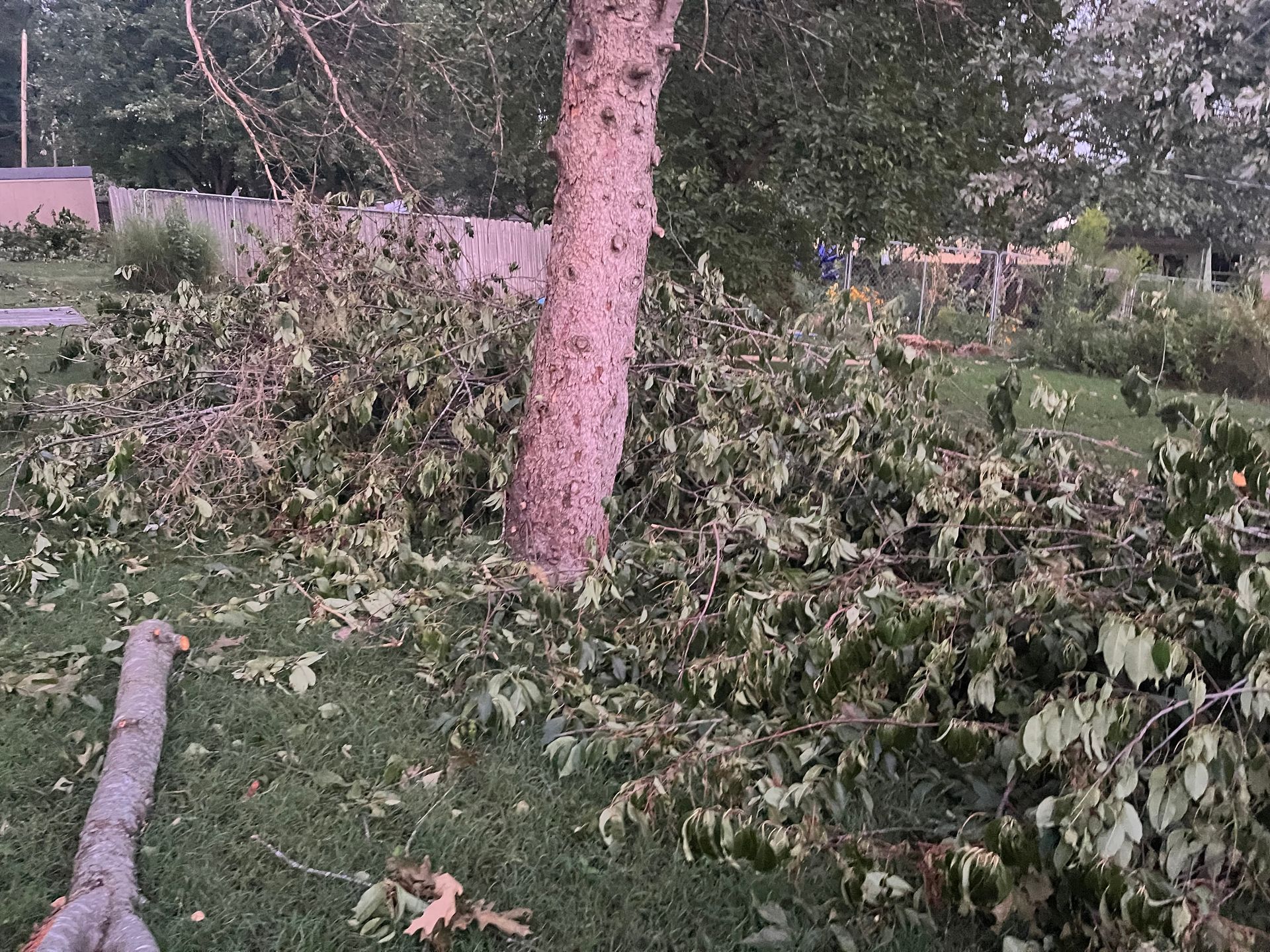 Tree trunk surrounded by fallen branches and leaves on a grassy lawn.