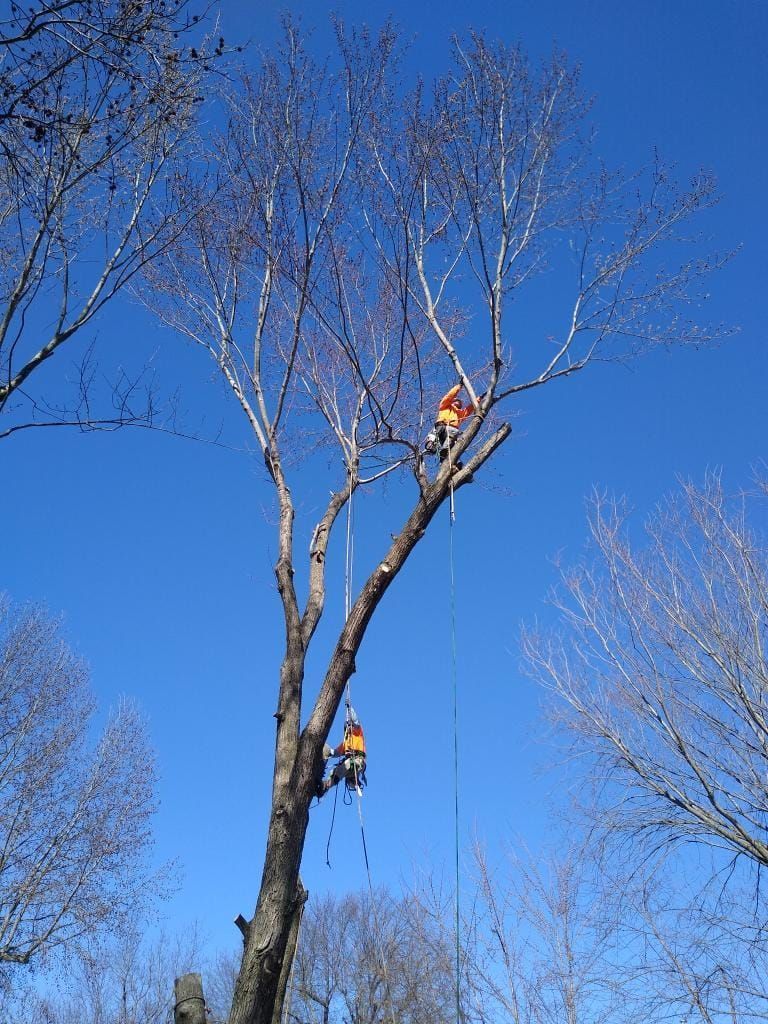 Two tree trimmers on a tall tree, cutting branches against a blue sky.