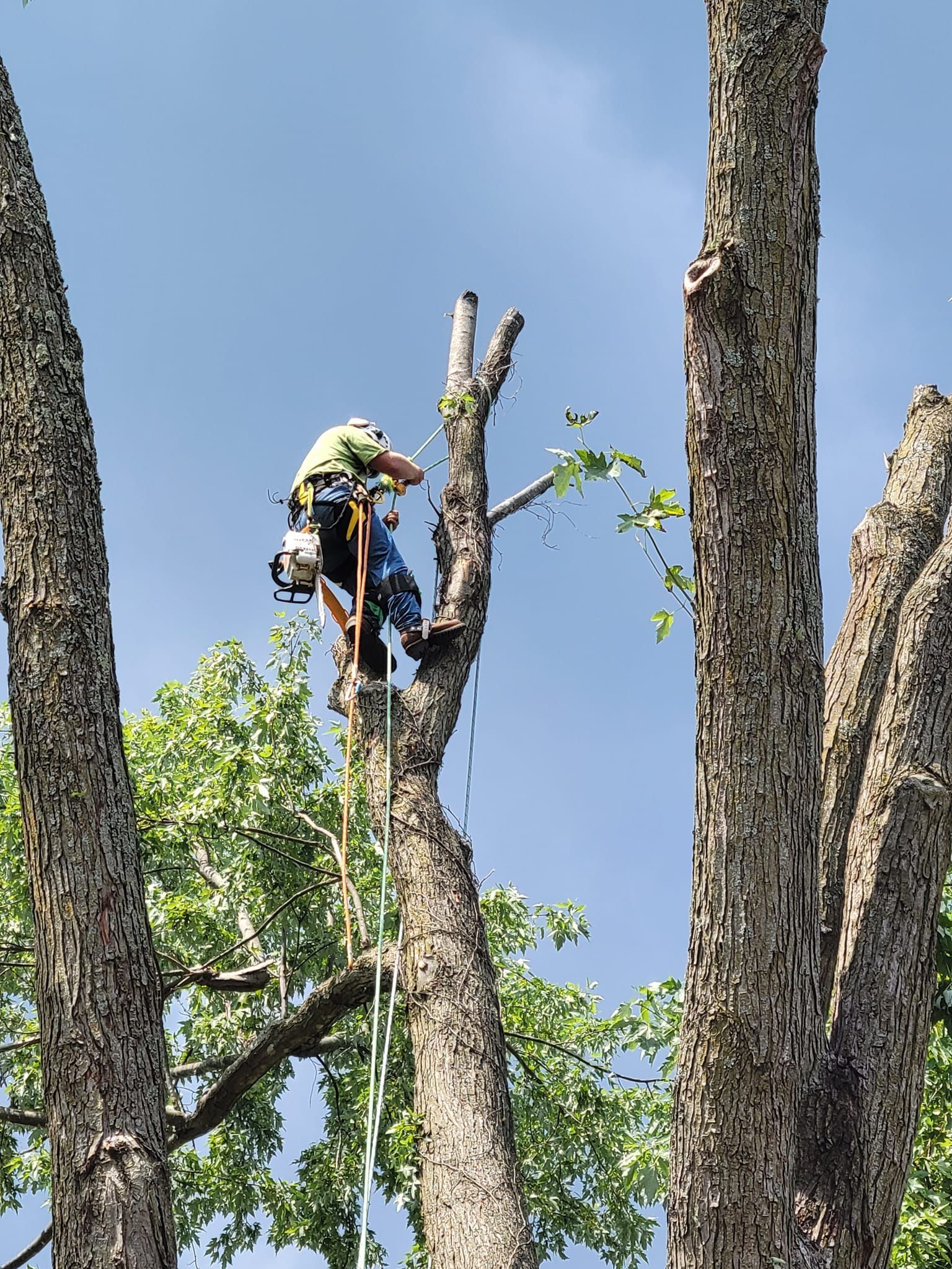 Arborist trimming a tall tree against a blue sky, wearing safety gear and using ropes.