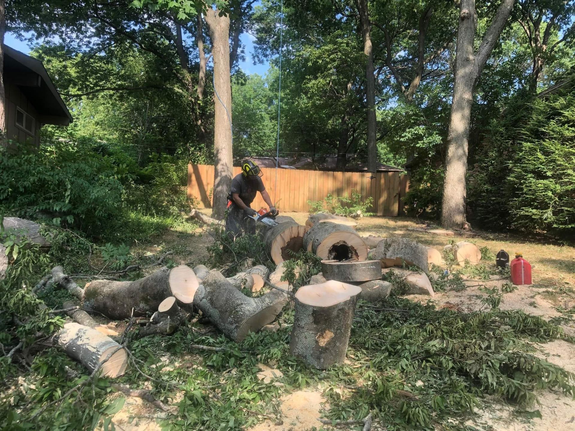 A person wearing safety gear uses a chainsaw to cut a felled tree into logs in a wooded area.