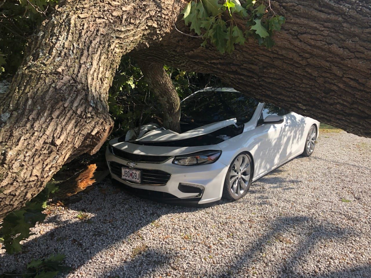 White car crushed by a fallen tree branch on a gravel driveway.