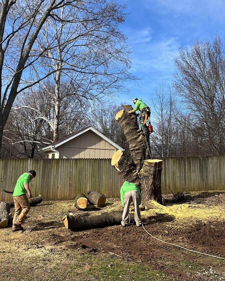 Tree trimmers cutting a tree in a backyard with a wooden fence. The workers wear green shirts.