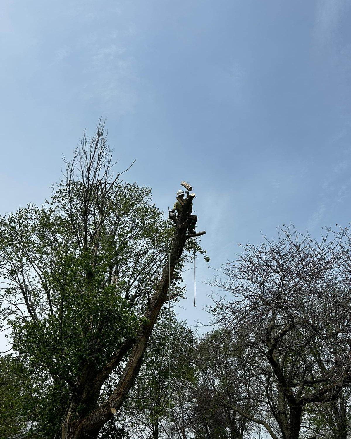 Person cutting a tree branch with a saw, blue sky background.