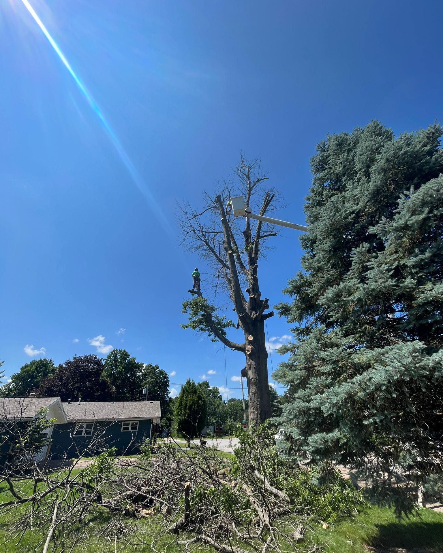 Tree trimming: A tall, dead tree being worked on by a crane. Blue sky overhead.
