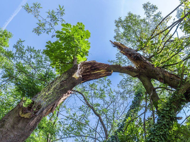 A tree with a broken trunk reaching up, blue sky and green foliage.