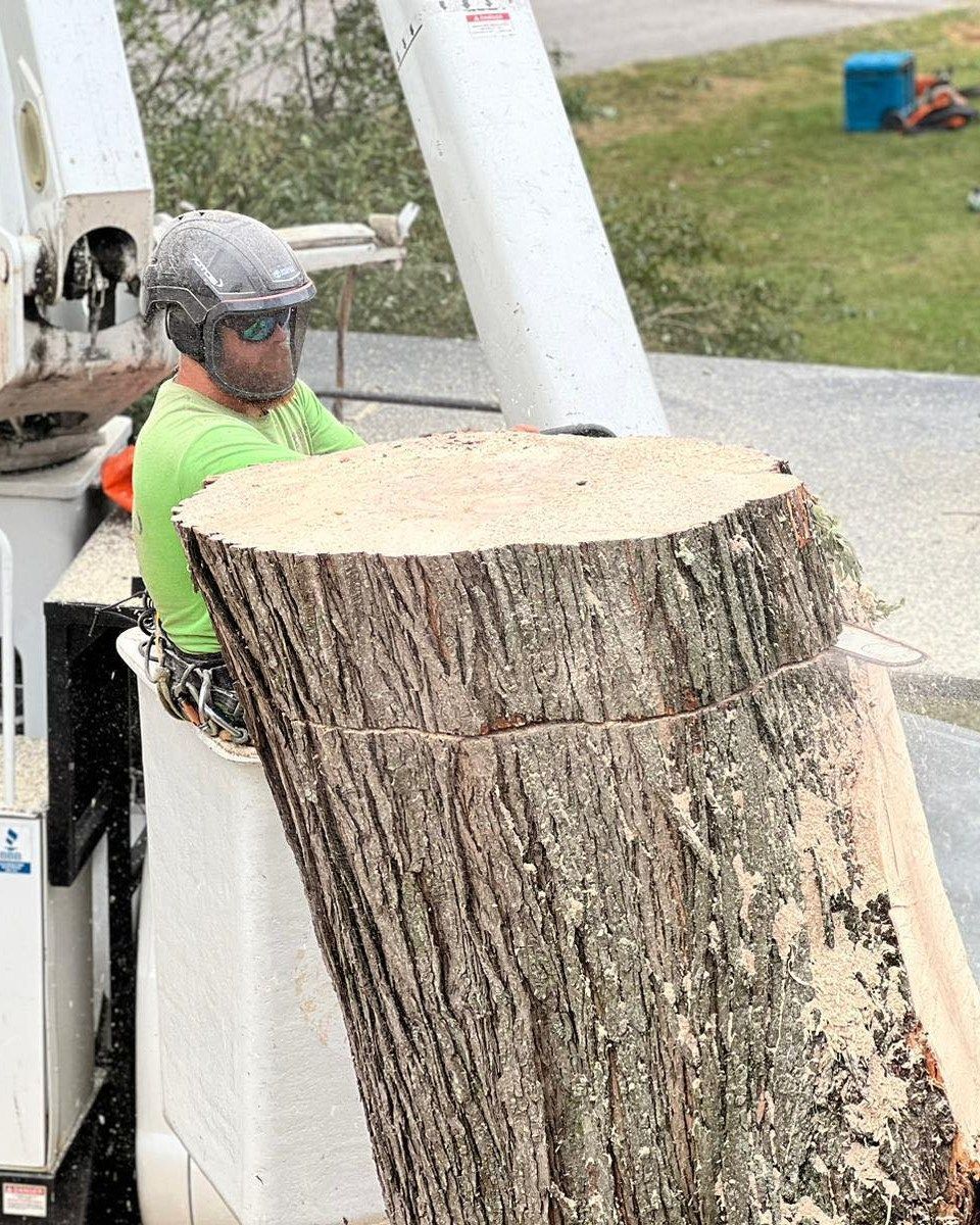 Person in a lift cutting a large tree trunk with a chainsaw; sawdust visible.