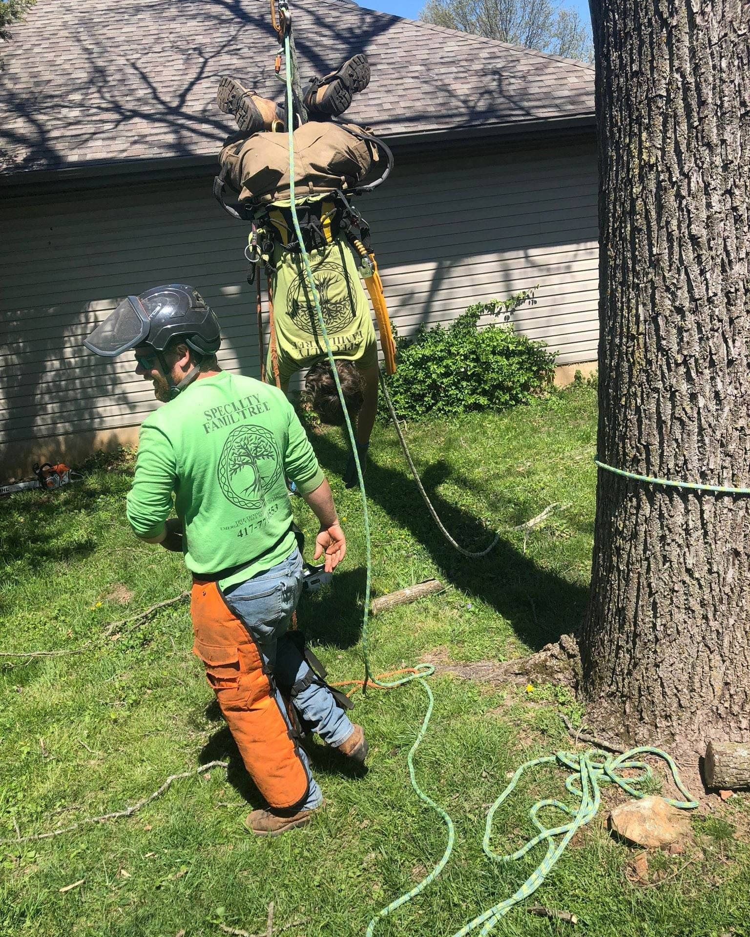 Tree worker with protective gear, tending to a tree. Another worker in harness up the tree; green grass, sunny outdoors.