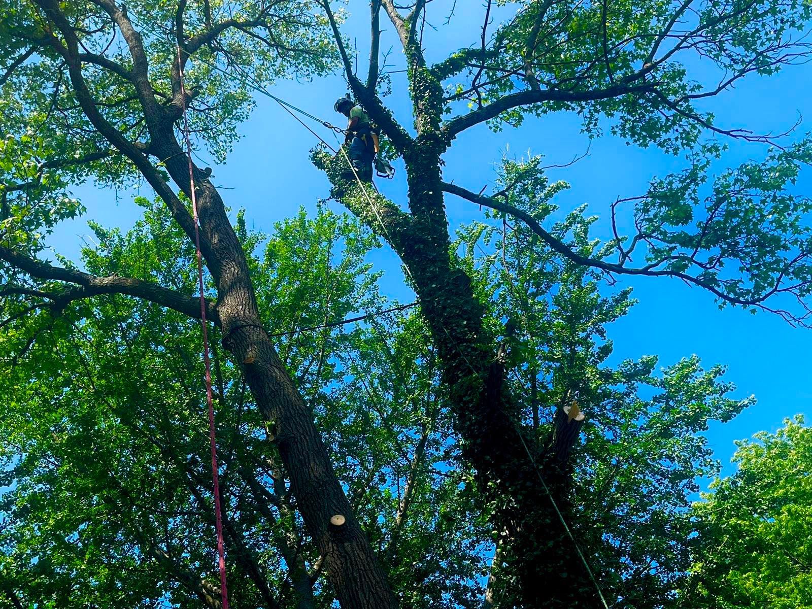 Person trimming a large tree, blue sky background.