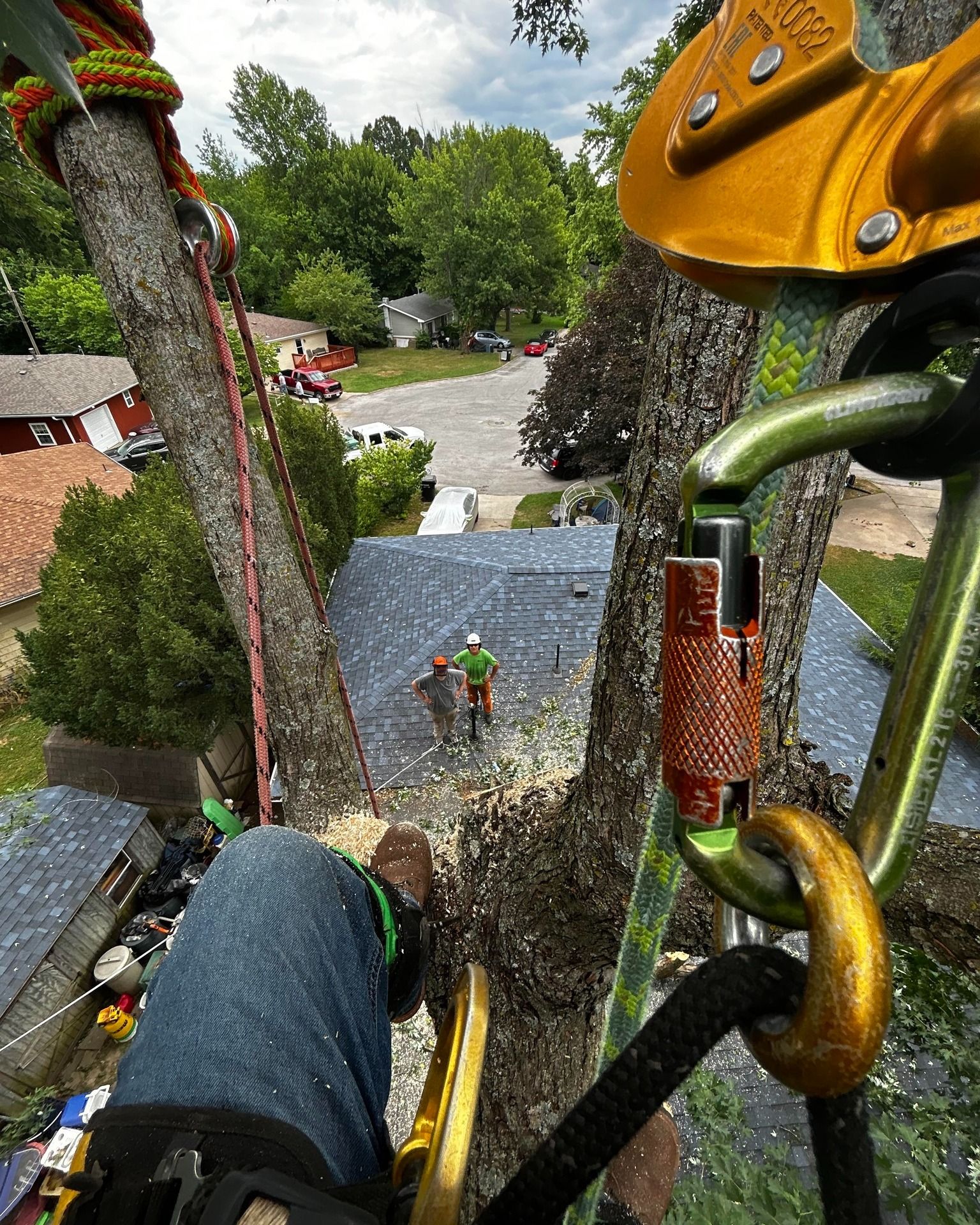 A tree service worker in a tree, view from above, roping down wood, another worker on the ground.