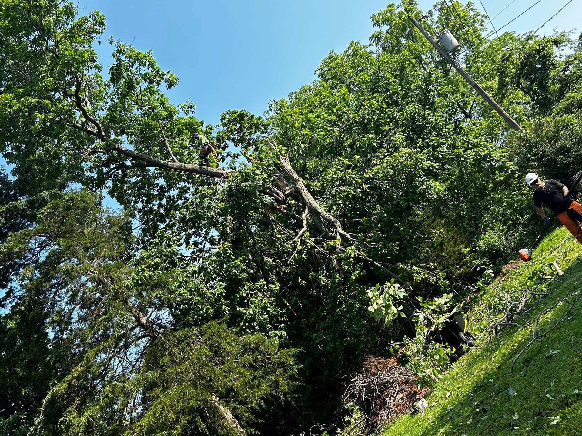 Tree branch broken over a lawn, worker in hard hat and orange shirt. Bright blue sky.
