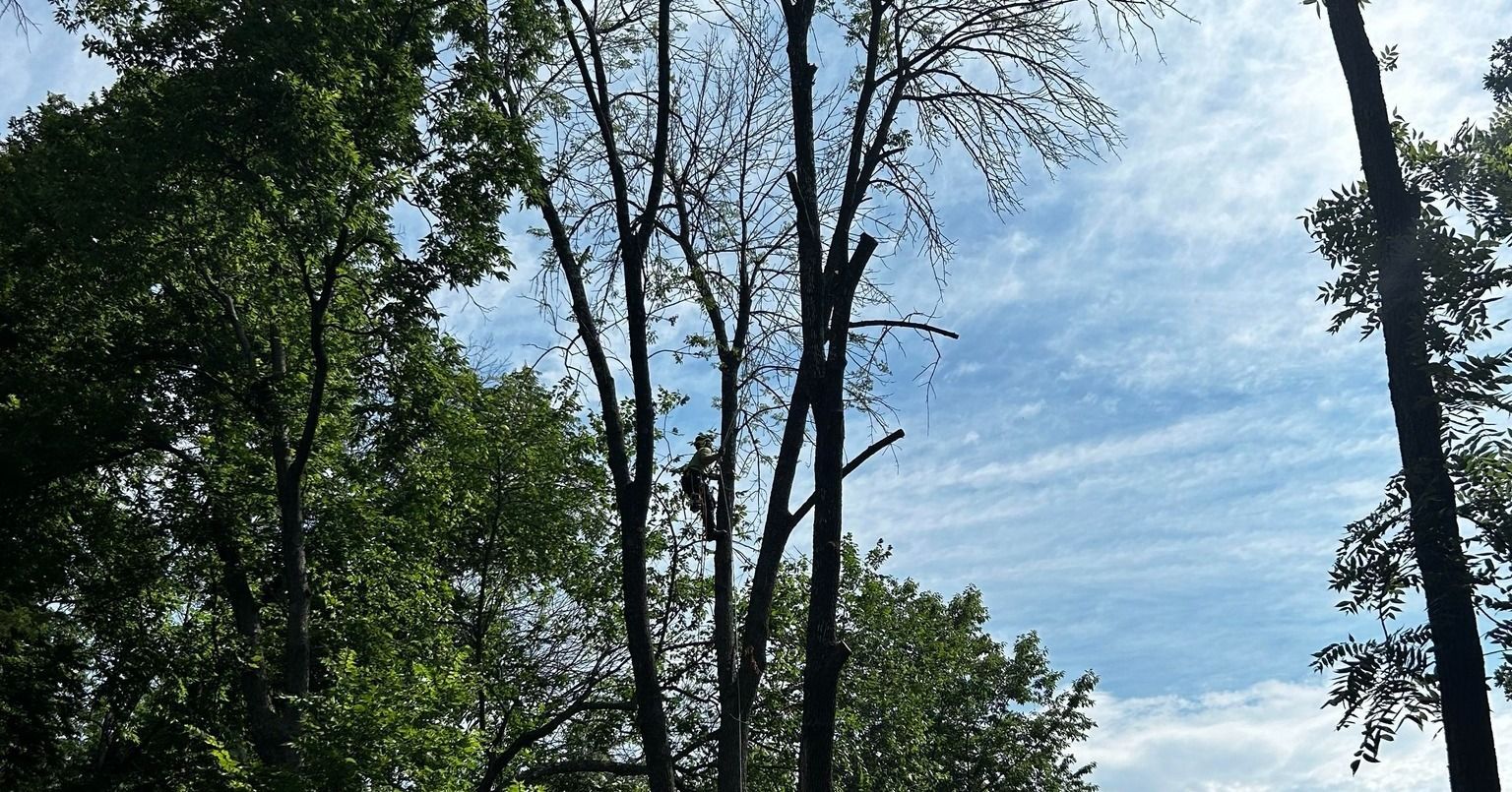 Tall, bare tree with thin branches against a partly cloudy sky, surrounded by green trees.