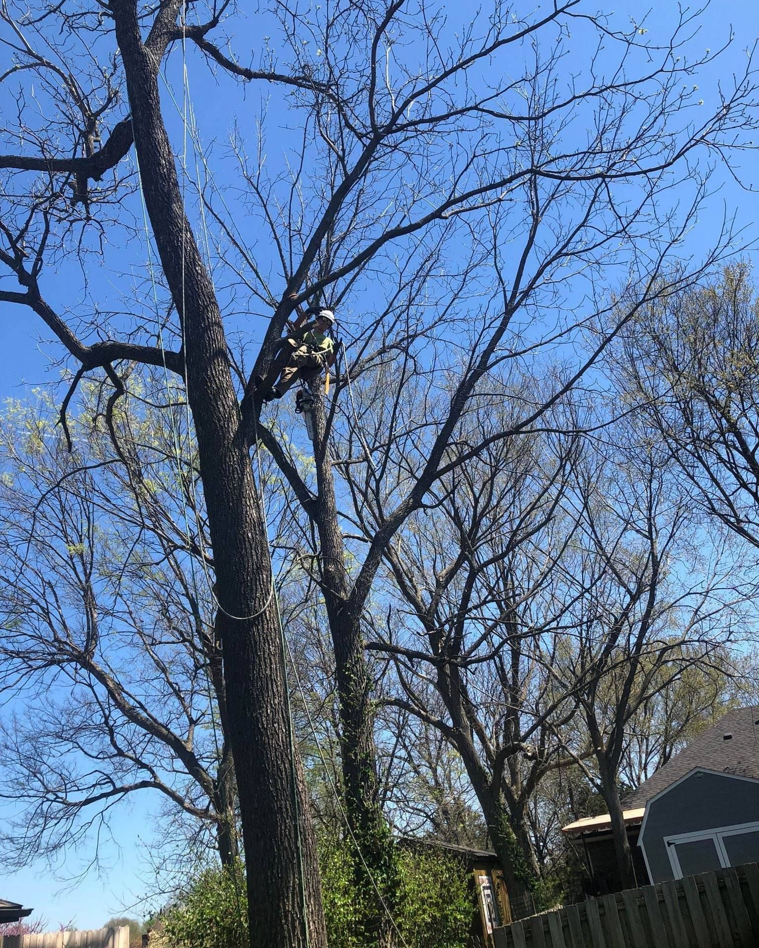 Bare trees against a blue sky, with some early spring foliage visible.