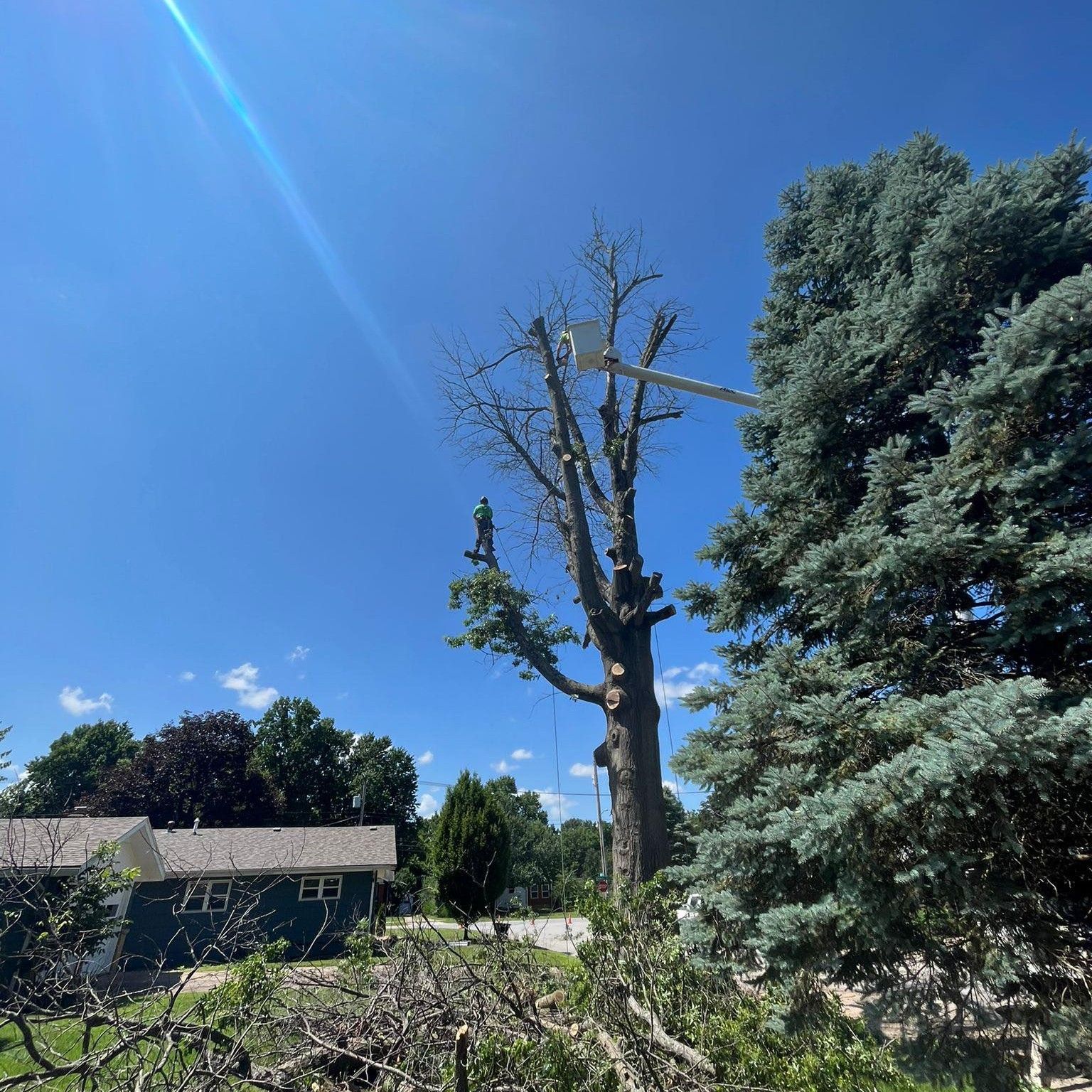 Tree being trimmed on a sunny day with a lift and debris on the ground.