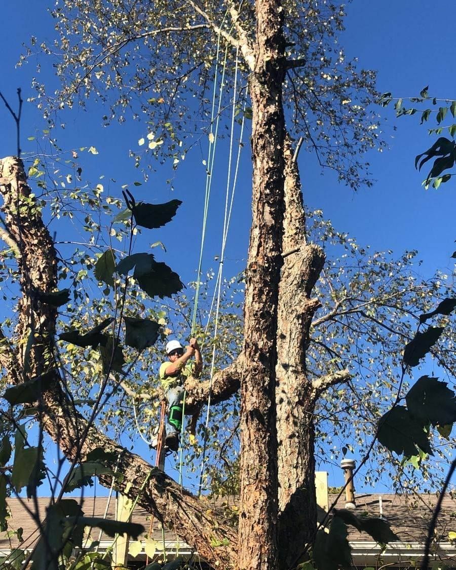 Arborist in a tree, cutting branches with ropes. Blue sky, sunlit branches, and green leaves are visible.
