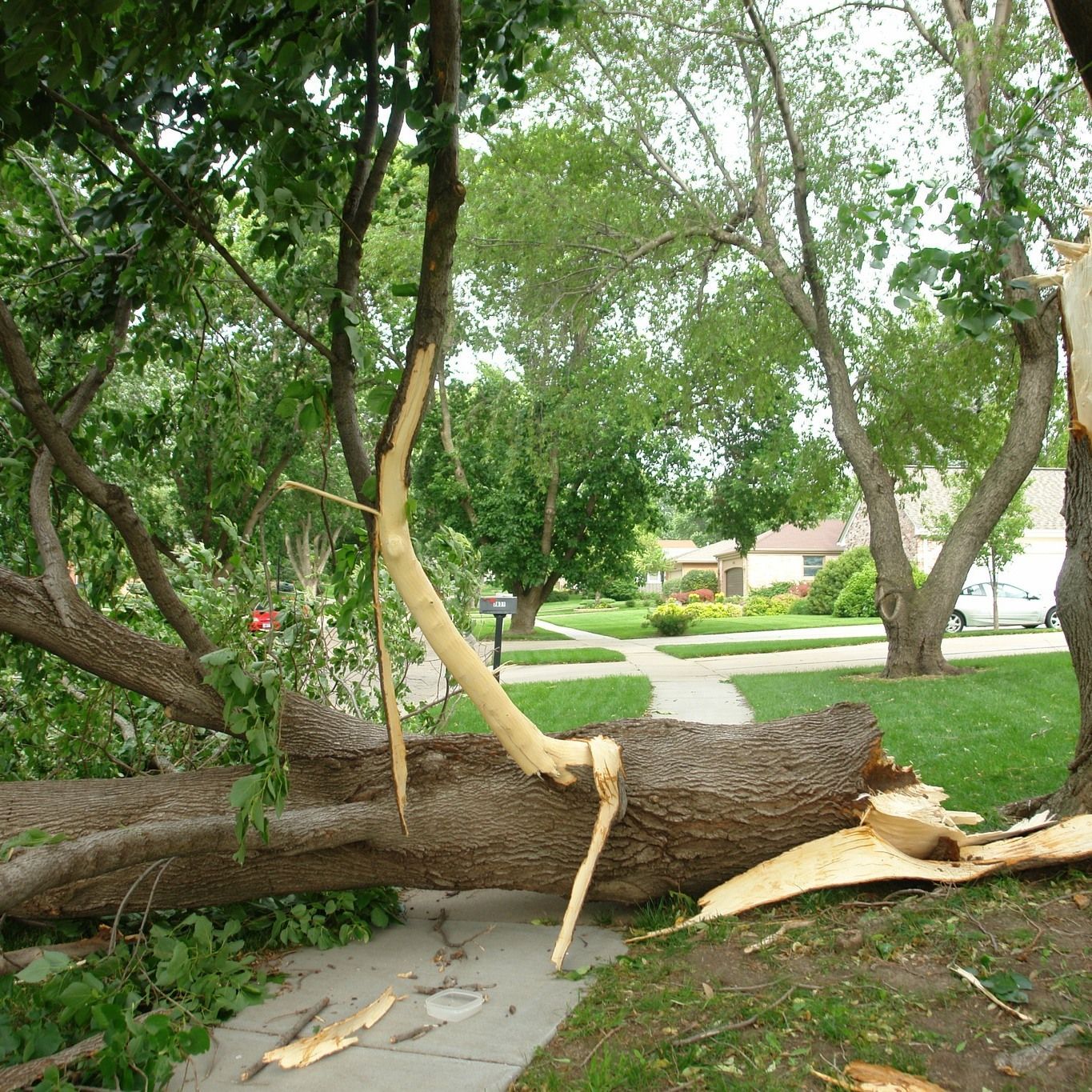 Fallen tree across a sidewalk in a residential neighborhood. Tree limbs are broken and scattered.