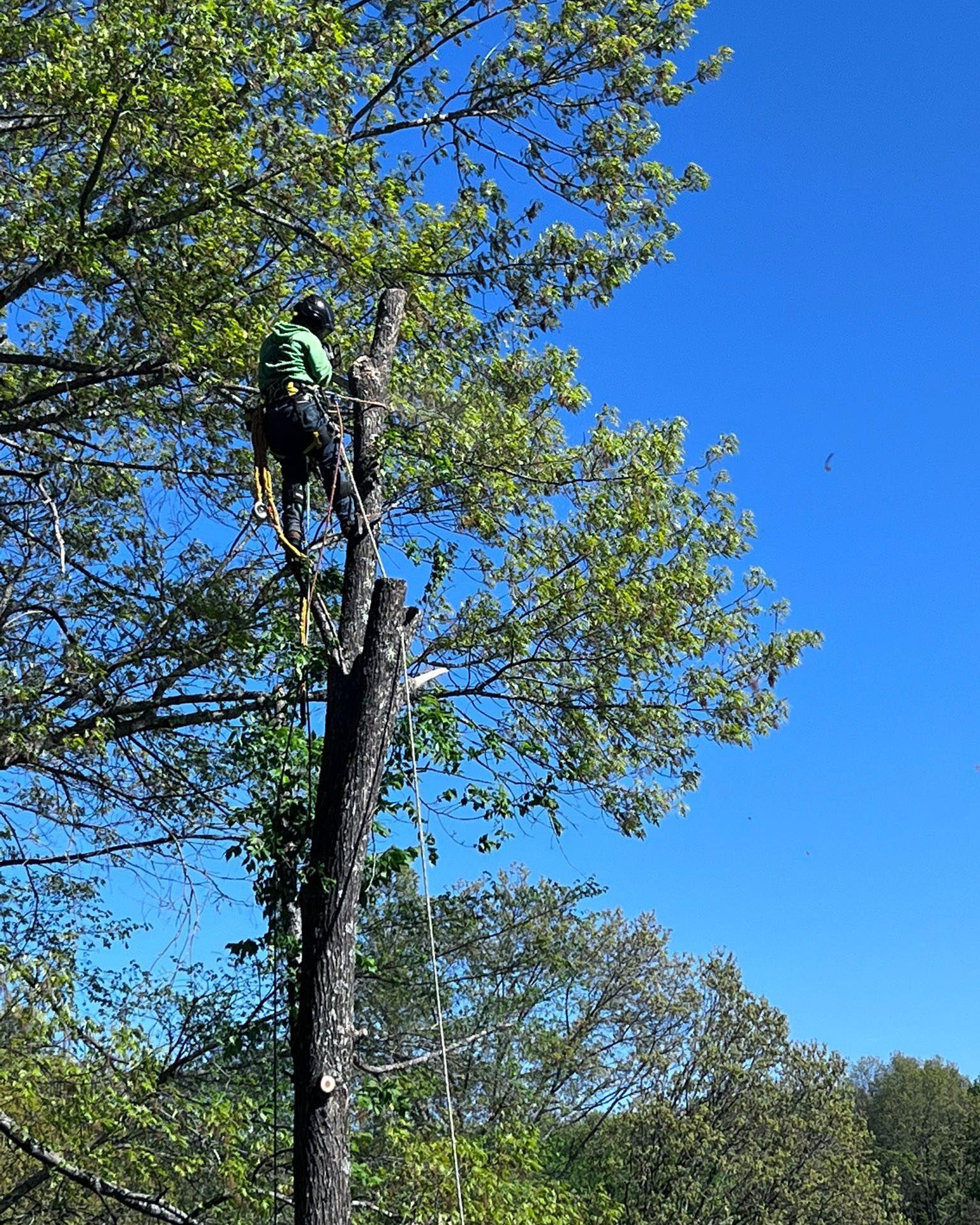 Arborist in green working on a tall tree against a clear blue sky.
