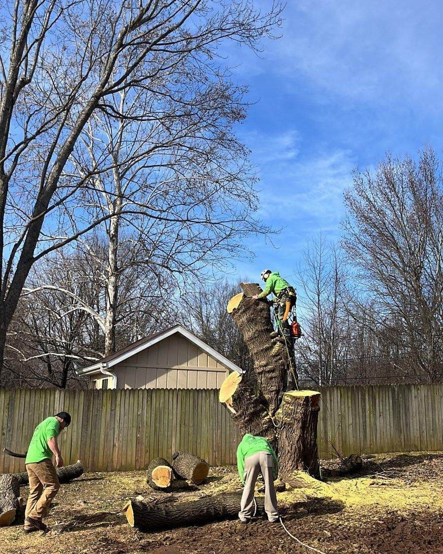 Tree service workers cutting down a tree in a yard. One worker in tree, two on ground. Fence, house, blue sky in background.