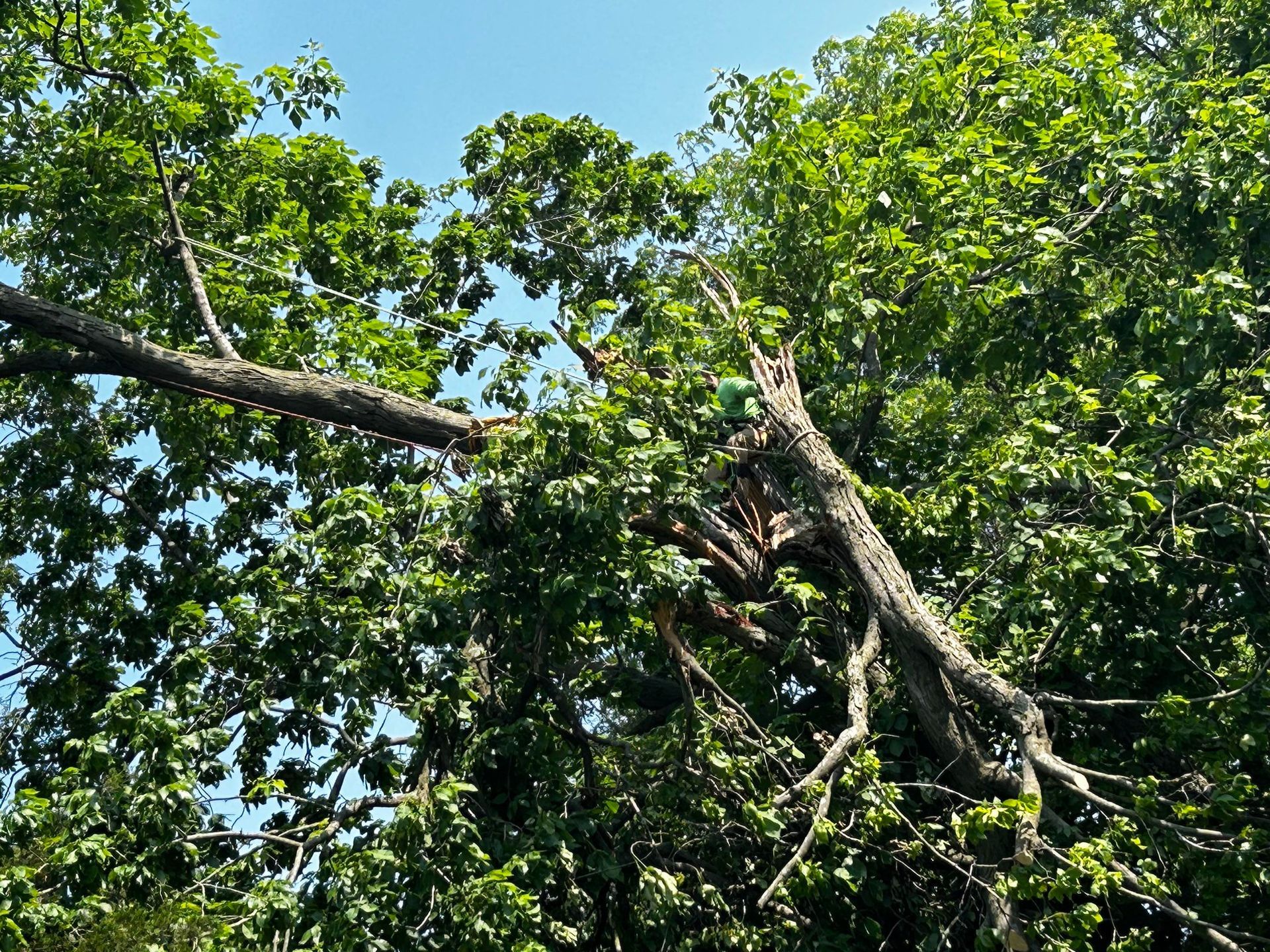 Broken tree branches among green foliage, blue sky visible.
