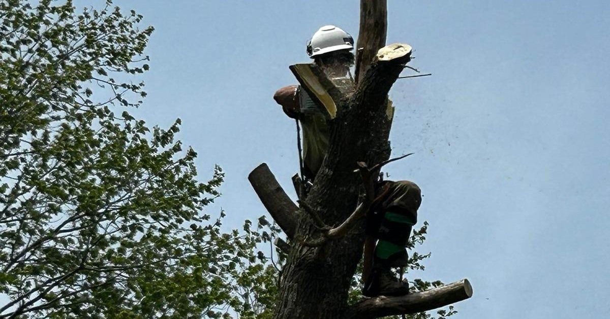 Arborist in white helmet cutting tree branches with a chainsaw, secured by a harness.