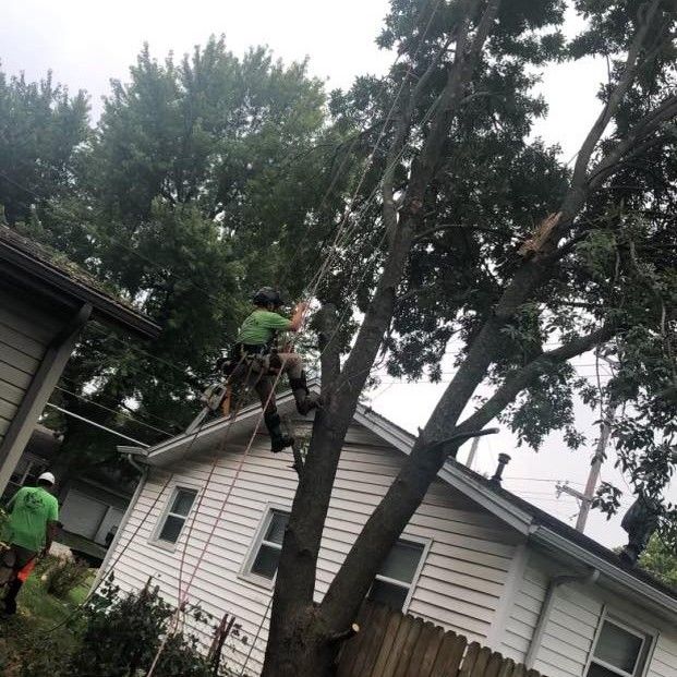 Tree worker in a tree, trimming branches near a house. Another worker on the ground.