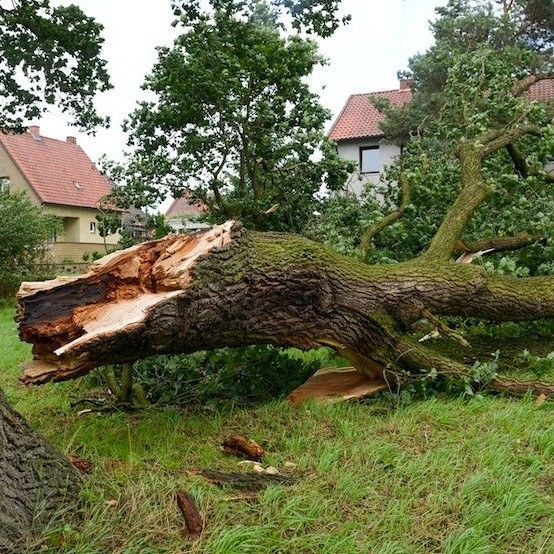 Fallen tree trunk split open on grassy lawn, damaged by a storm. Houses in background.
