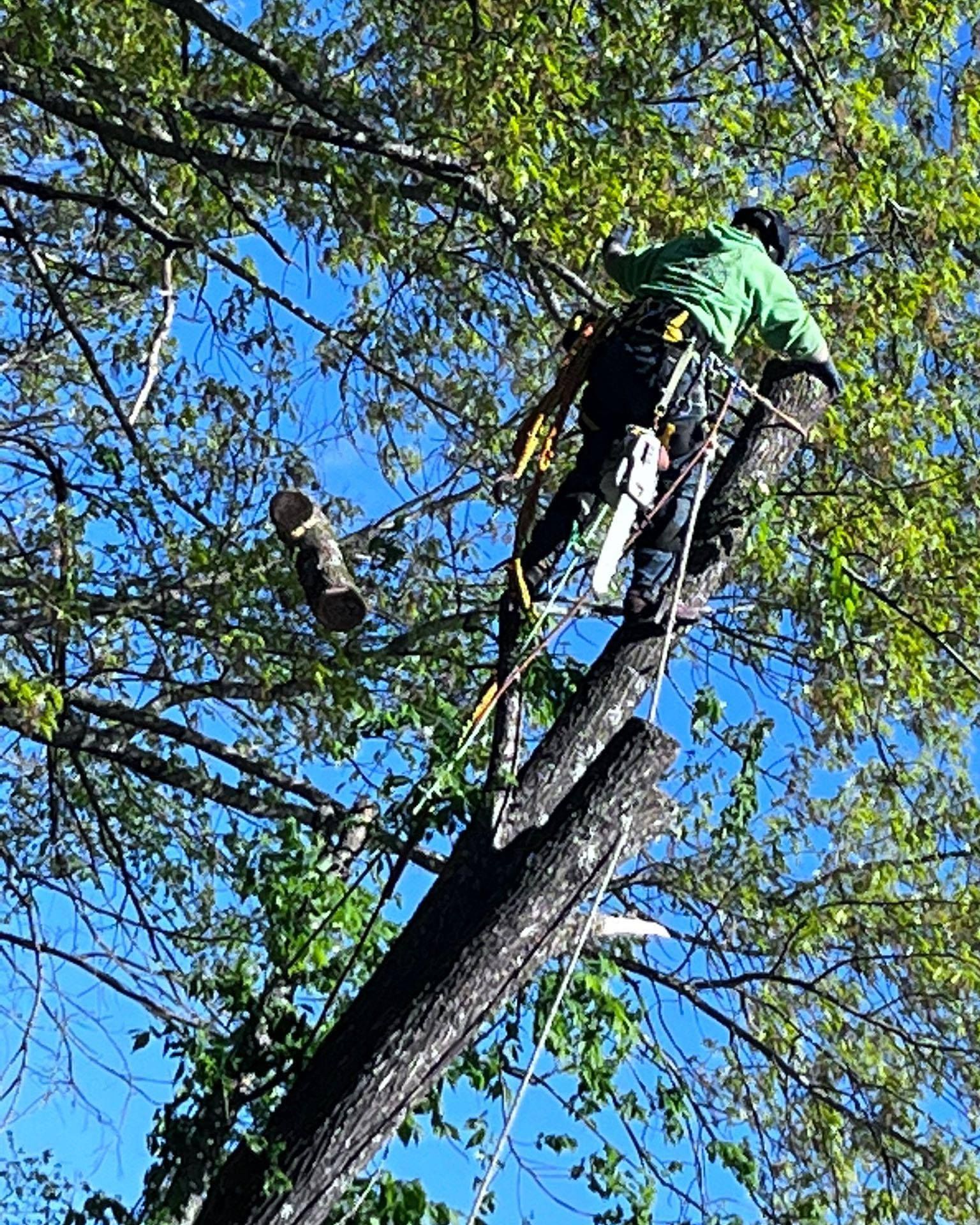 Arborist using a chainsaw in a tree, cutting a branch. Blue sky background.