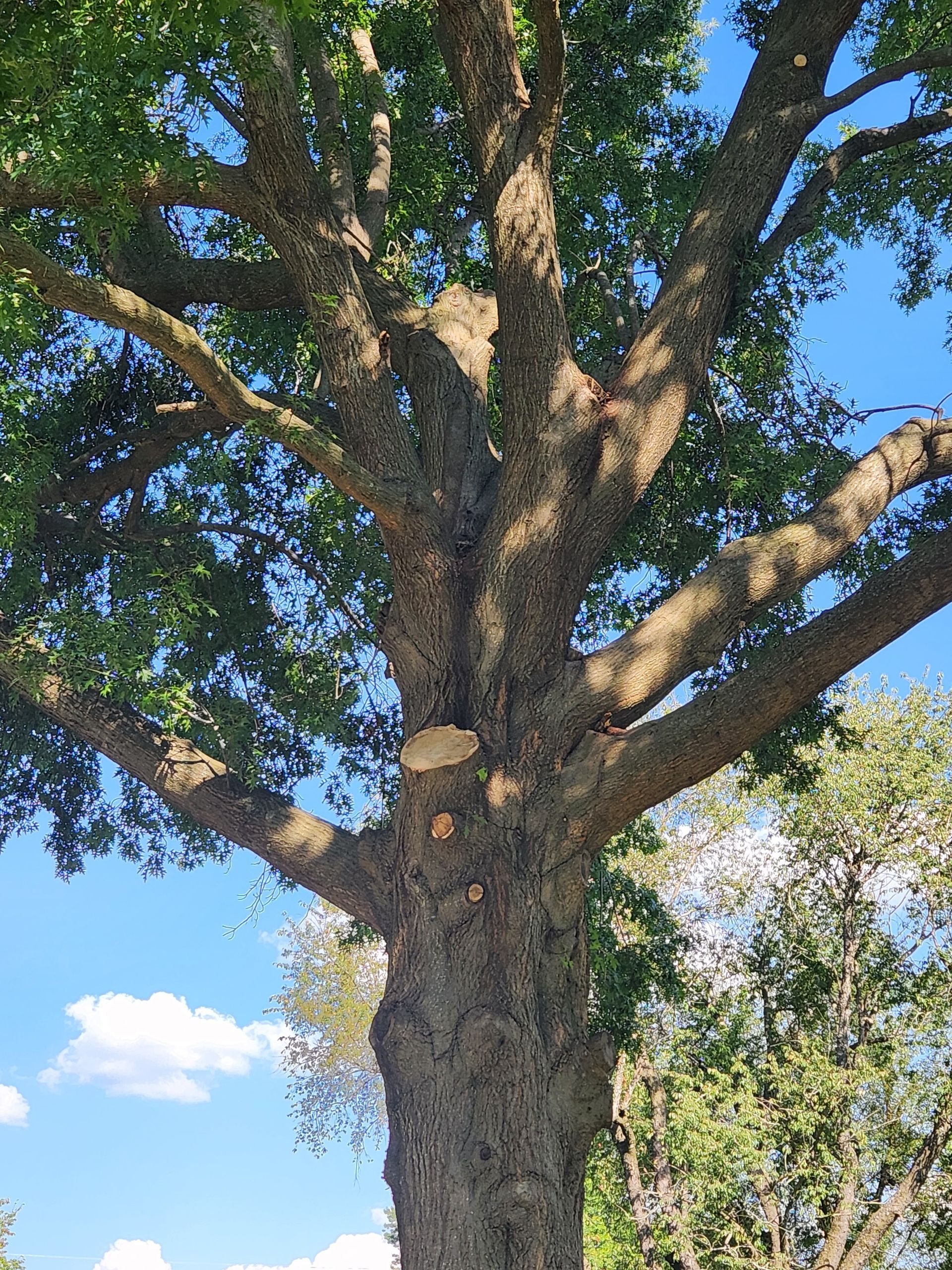 Large oak tree with thick, textured trunk and green leaves against a blue sky with clouds.