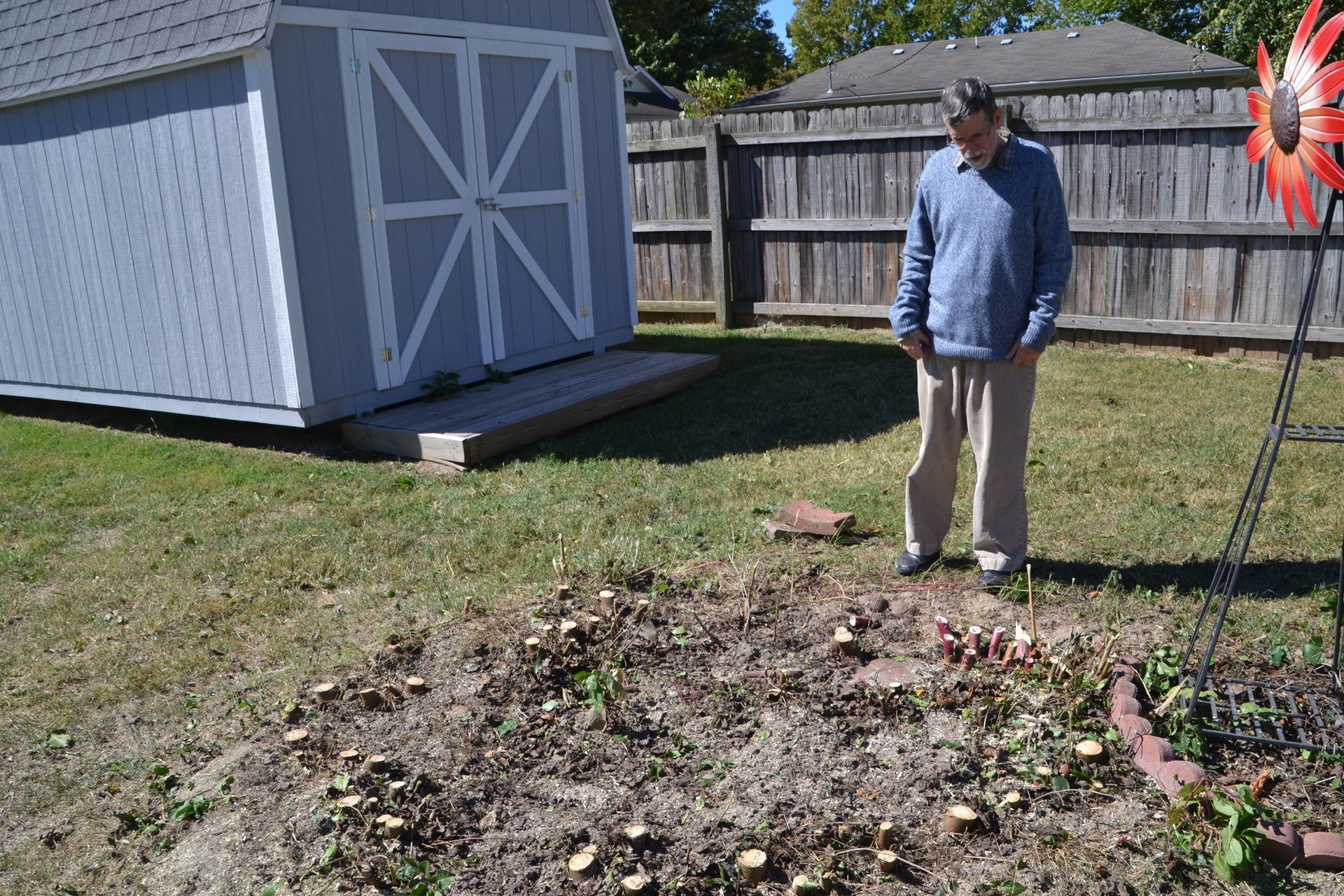 Man stands in yard near a shed, looking at a garden patch with mushrooms.