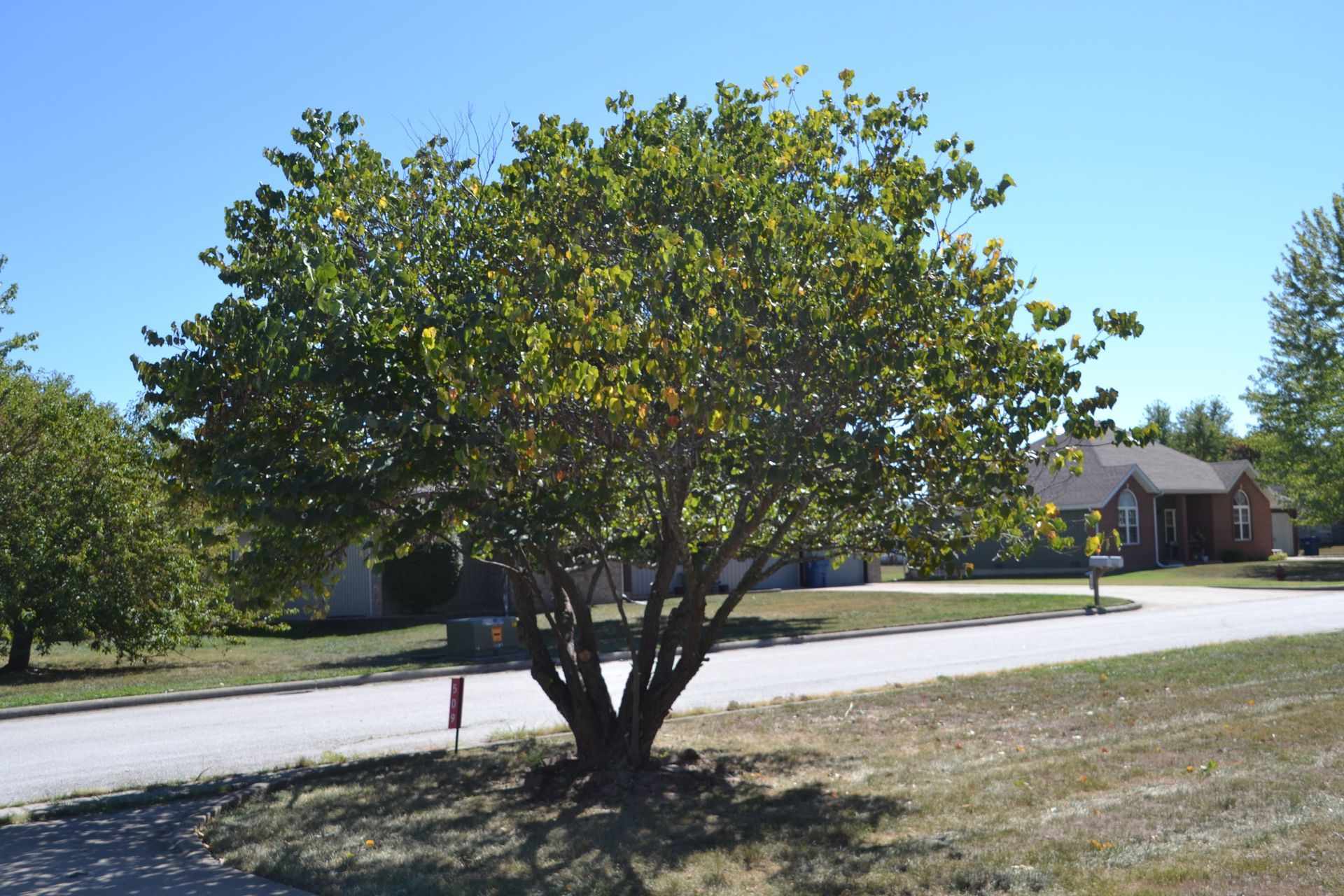 Green leafy tree in a suburban setting; a blue sky and houses in the background.