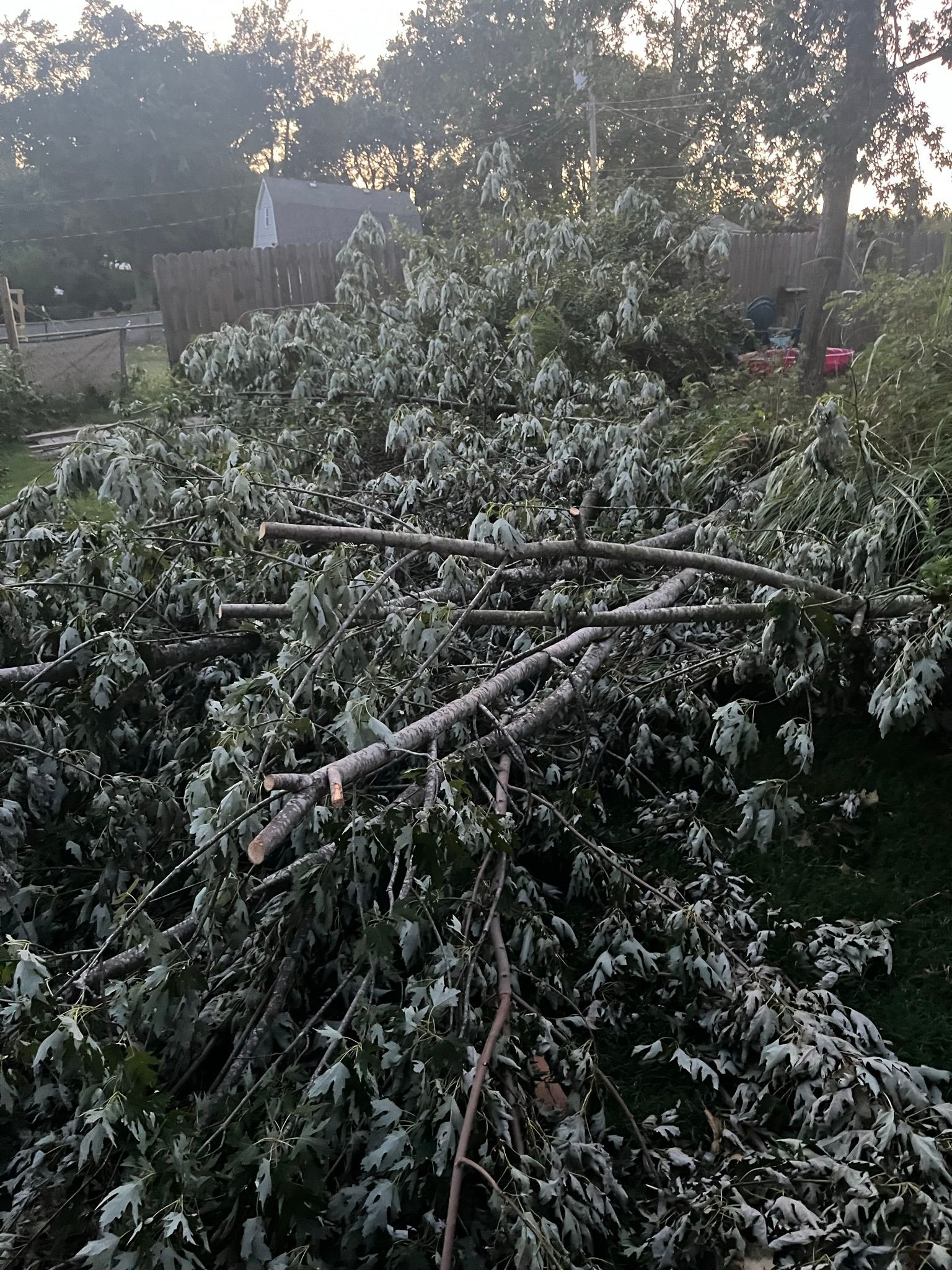 Fallen tree branches and leaves covering a grassy backyard, likely after a storm.