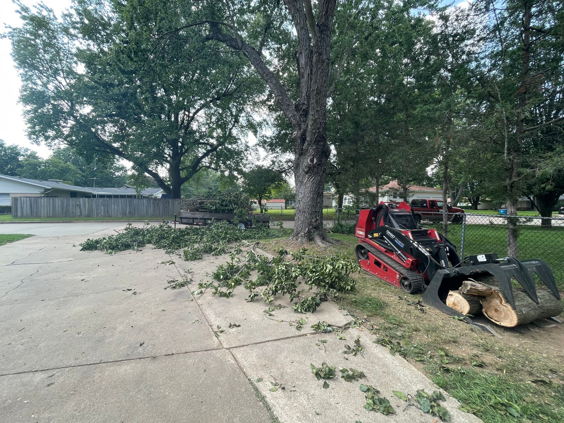 A tree being trimmed next to a sidewalk with a red skid steer loader nearby. Green foliage and branches are scattered.