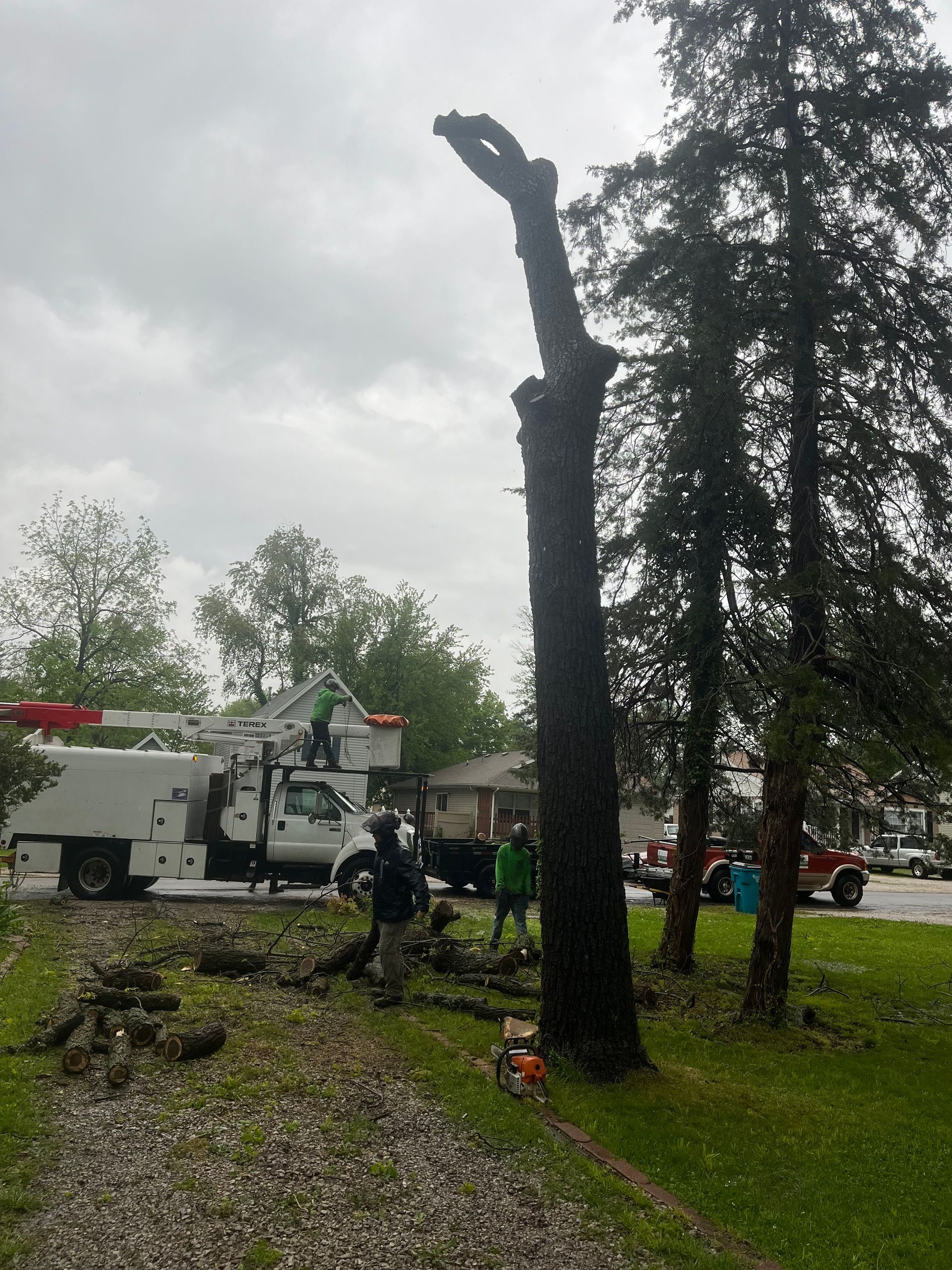Tree being trimmed by workers in a truck with a lift on a cloudy day. A dog and a person are watching.