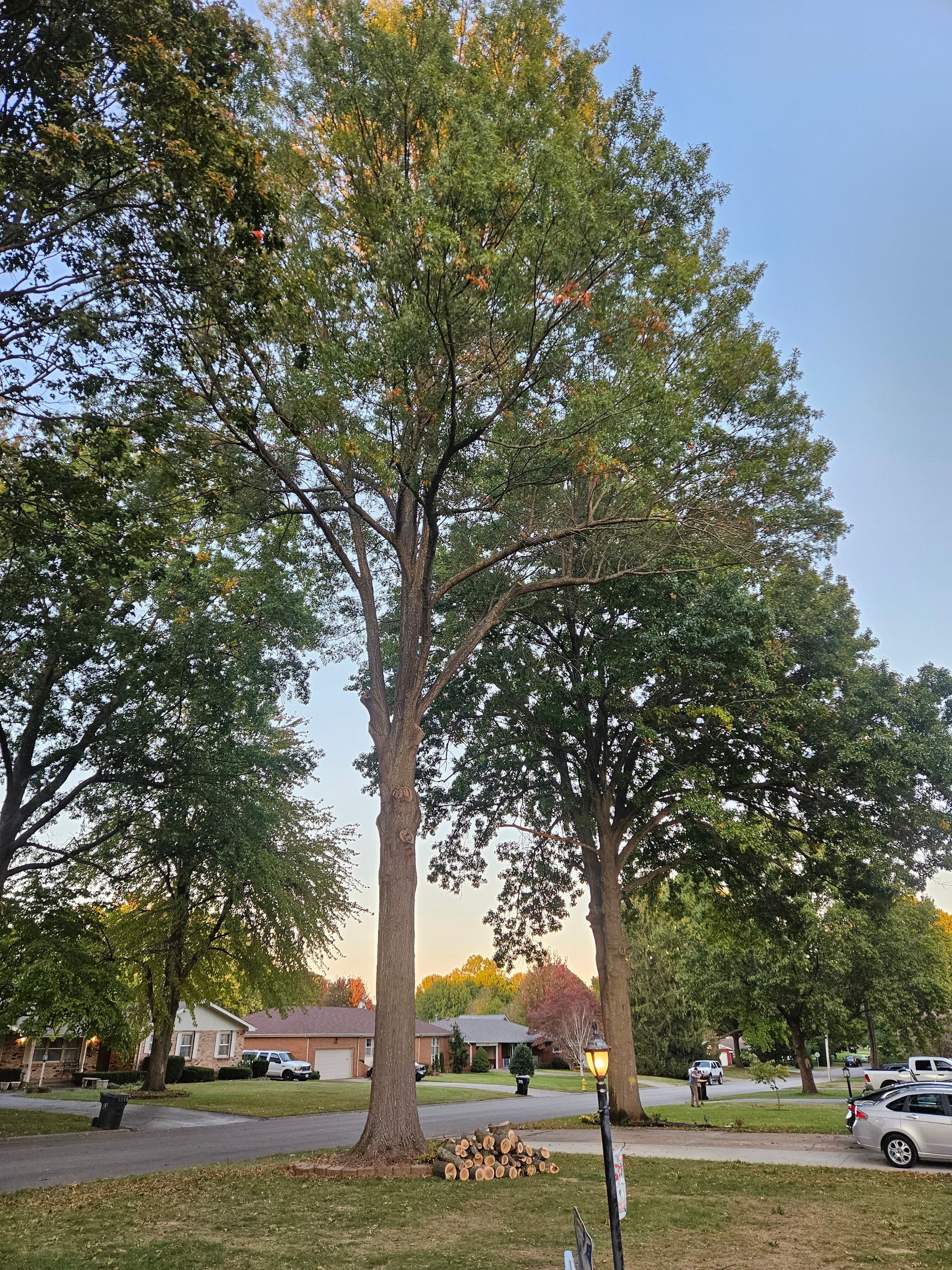 Tall trees with green leaves, cut wood, in a residential neighborhood on a partly cloudy day.