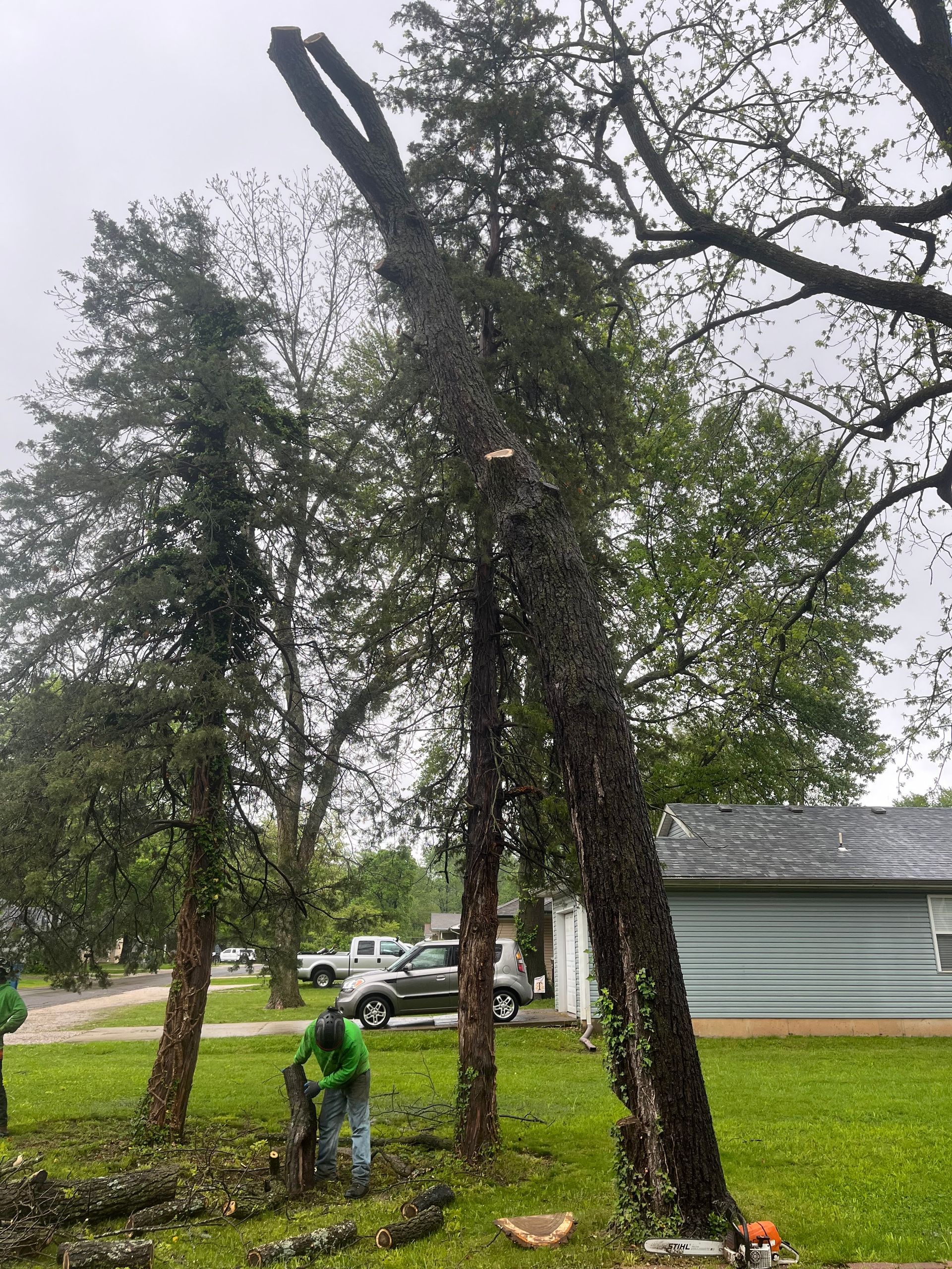 Tree removal: Workers cutting down tall trees in a yard, cloudy day.