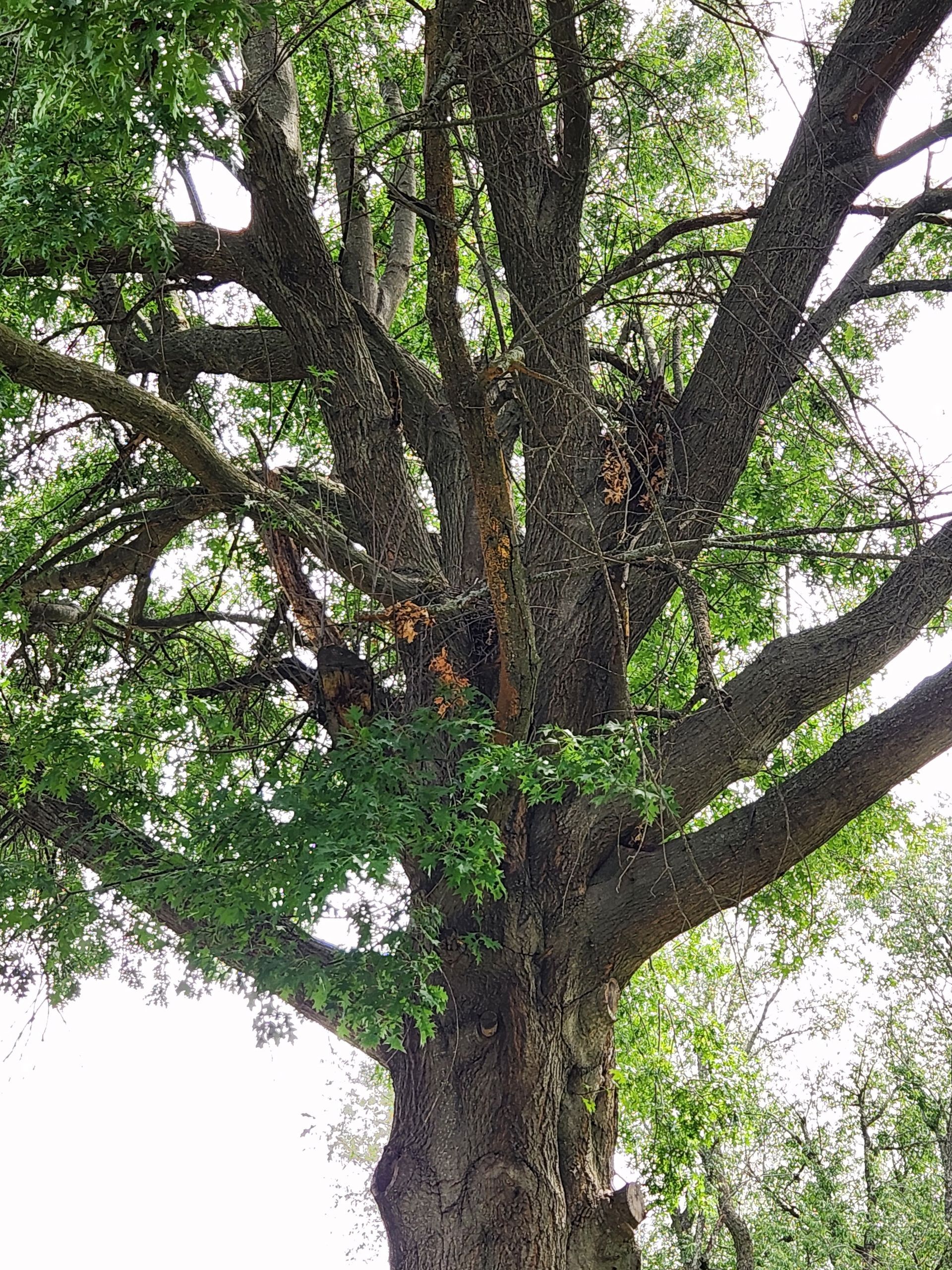 Tree with thick, textured bark and green leaves reaching upwards.