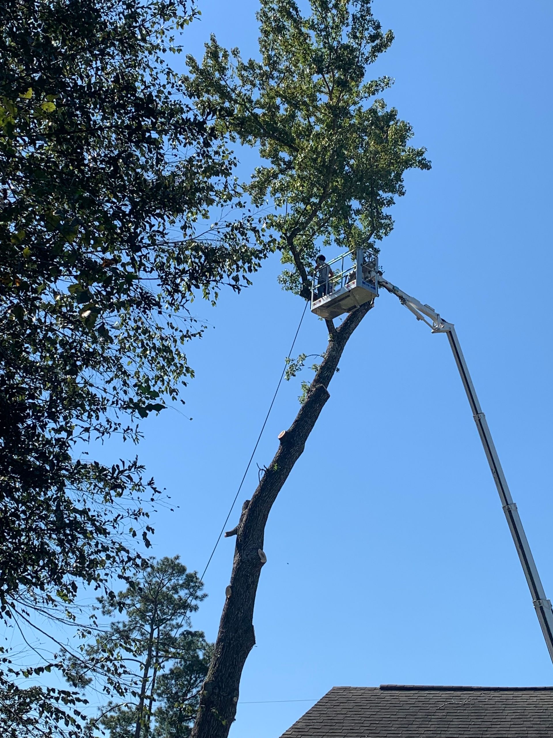 Tree being trimmed by a worker in a lift, branches being cut off against a blue sky.