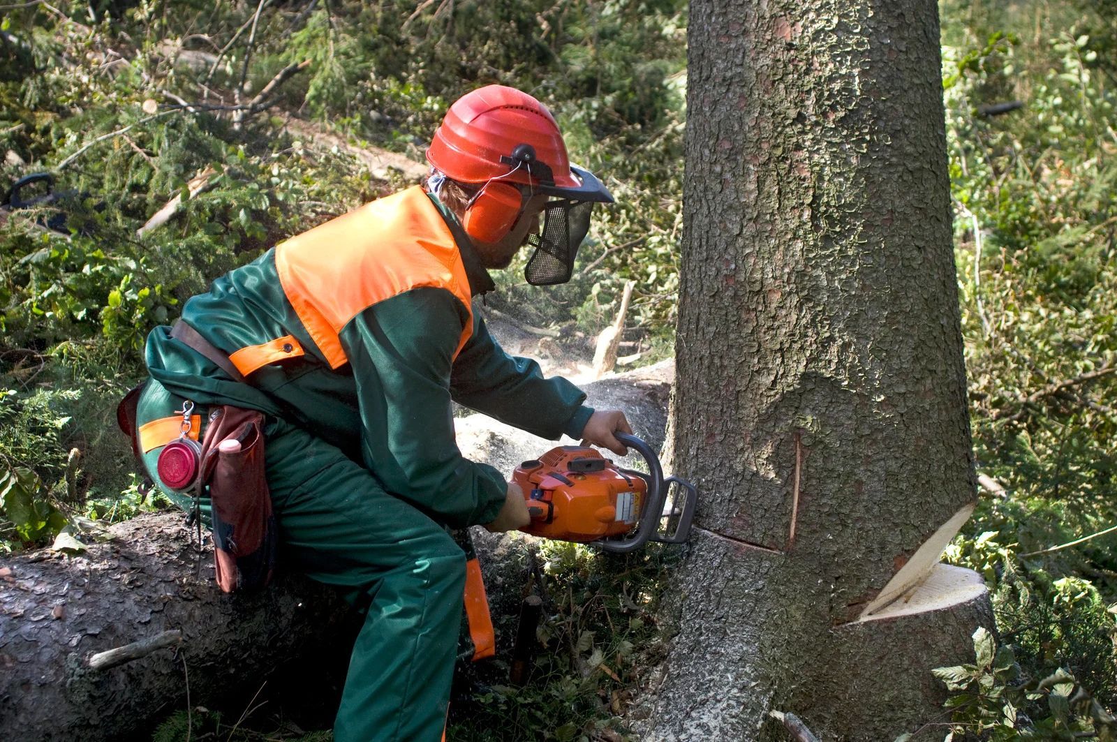 Worker in orange and green protective gear using a chainsaw to cut a tree trunk in a forest