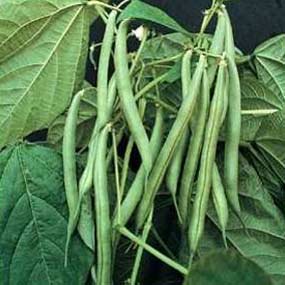 green beans on a plant