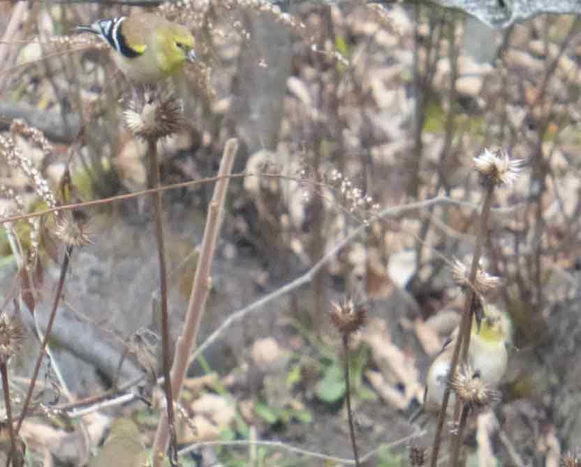 birds in a shrub