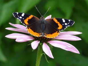 Purple Coneflower with butterfly