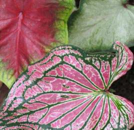 caladium with pink and green variegated leaves