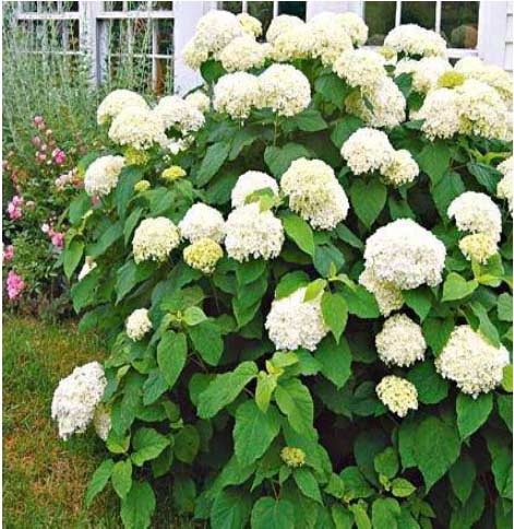 Hydrangea