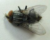 Tachinid fly