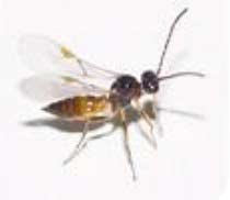 parasitic wasp