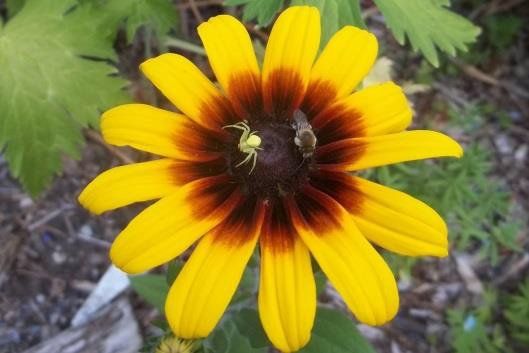 insects on a yellow and red flower