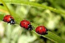 Lady Beetle