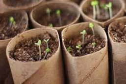 seed started in toilet paper rolls filled with soil